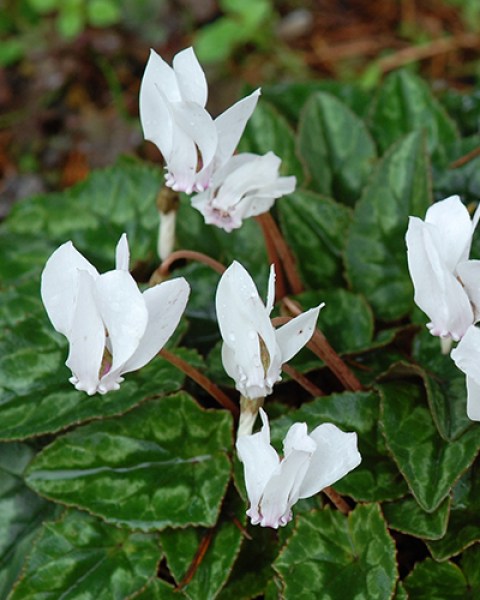 Cyclamen hederifolium album.jpg